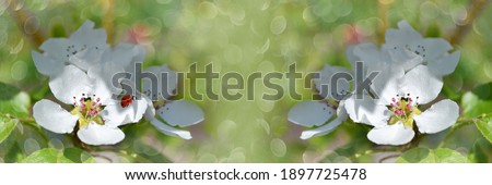Widescreen defocused background with fruit tree inflorescences, close-up. Selective focus, banner