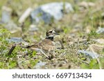 Widespread, common, and conspicuous, the Killdeer calls its name as it flies over farmland and other open country. Like other members of the plover family, this species is often found at water