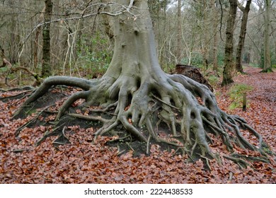 The Widespread Root System Of A Beech Tree In An Autumn Forest