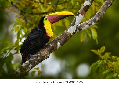 Widlife, bird in forest. Chesnut-mandibled Toucan sitting with green jungle in background. Wildlife scene from nature. Swainson's toucan, Ramphastos ambiguus swainsonii, Costa Rica
