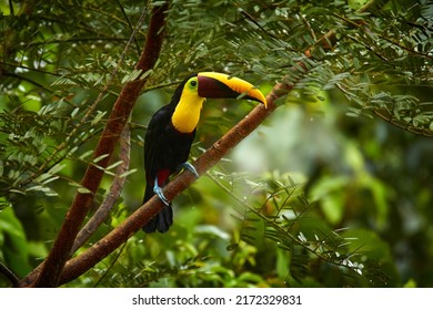 Widlife, bird in forest. Chesnut-mandibled Toucan sitting on the branch in tropical rain. Wildlife scene from nature. Swainson's toucan, Ramphastos ambiguus swainsonii, Costa Rica