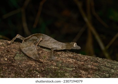 Widlife Madagascar, dragon. Satanic leaf-tailed gecko, Uroplatus phantasticus, lizard from Ranomafana National Park, Madagascar. Leaf look gecko in the nature habitat, night photo in green vegetation.