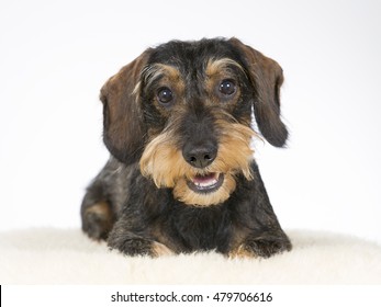Wiener dog portrait. Image taken in a studio.