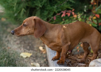 Wiener Dog Sniffing The Air In Fall 