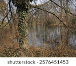 Wiener Neustadt, Austria - January 20, 2025: Winter park, a tree covered with ivy, leafless branches, dry grass and a pond.