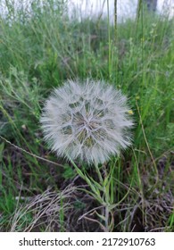 Wiesen-Bocksbart (Tragopogon Pratensis), A Species Of The Aster Family