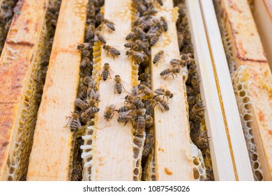 Wiev Inside Top Bar Hive Frames Stock Photo 1087545026 | Shutterstock