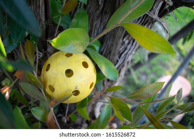 Wiffle Ball Stuck In Tree