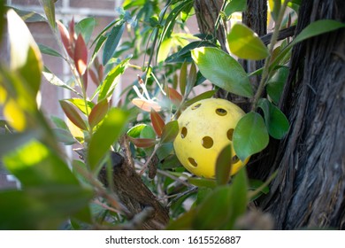 Wiffle Ball Stuck In Tree