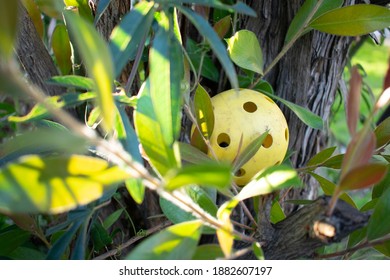 Wiffle Ball Stuck In Tree