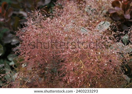 Wig tree flowers with dew drops. Decorative tree.