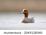 Wigeon duck bird ( Mareca penlope )