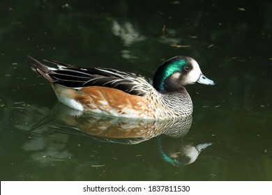 Chiloé Wigeon Duck (Mareca Sibilatrix)