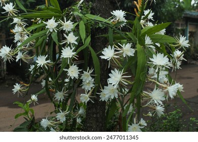 The Wijaya Kusuma Flower or also called the Wiku Flower blooms beautifully.  Epiphyllum anguliger - Powered by Shutterstock