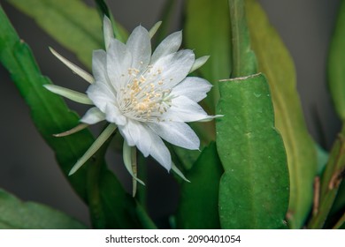 wijaya kusuma flower, Epiphyllum anguliger, crenate orchid cactus, Night Jasmine Epiphyllum.  is a very unique flower blooms only few hours during midnight. looks beautiful and spoils the eyes - Powered by Shutterstock