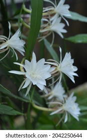 Wijayakusuma  Epiphyllum oxypetalum queen at night is an epiphytic cactus  The flower that has white  large    beautiful petals blooms at night   grows the edges the leaves that hang down