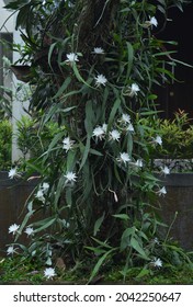 Wijayakusuma  Epiphyllum oxypetalum queen at night is an epiphytic cactus  The flower that has white  large    beautiful petals blooms at night   grows the edges the leaves that hang down