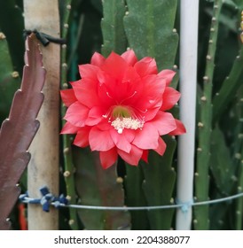 Wijayakusuma Flower Or Also Called The Wiku Flower Is A Type Of Cactus Plant That Belongs To The Class Dicotiledoneae. This Plant Comes From Mexico And Can Live In Areas With A Temperate To Tropical