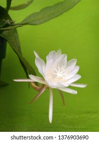 Wijayakusuma, Queen Of The Night Flower Epiphyllum Oxypetalum