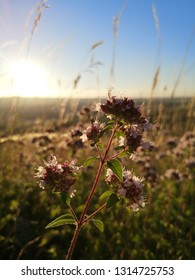 Wikd Majoram On Old Winchester Hill, South Downs, Hampshire 