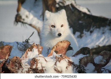 Wild Adult Arctic Fox At Whale Bone Pile With Blood On Coat