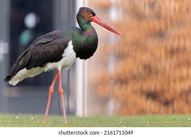 A wild adult black stork(Ciconia nigra) foraging in a garden in the Netherlands. 