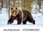 Wild adult Brown bear walking in the snow in winter forest. Adult Big Brown Bear Male. Scientific name: Ursus arctos. Natural habitat. Winter season