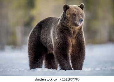 Wild adult brown bear walking in the snow. Winter forest. Brown bear, scientific name: Ursus arctos arctos. Winter season. Natural Habitat.