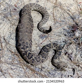 Wild Adult Eastern Diamond Back Rattlesnake - Crotalus Adamanteus - With Very Large Meal In Its Stomach, Showing Signs Of Recently Eating.  Likely A Cottontail Rabbit. Dorsal View From Above