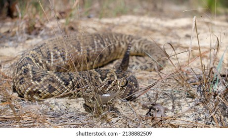 Wild Adult Eastern Diamond Back Rattlesnake - Crotalus Adamanteus - With Very Large Meal In Its Stomach, Showing Signs Of Recently Eating.  Likely A Cottontail Rabbit. Natural Habitat In Situ