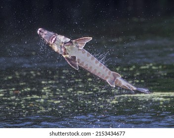 Wild Adult Gulf Sturgeon - Acipenser Oxyrinchus Desotoi - Jumping Out Of Water On The Suwannee River Fanning Springs Florida.  Photo 3 Of 4 In A Series