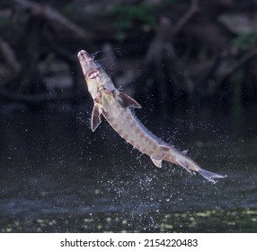Wild Adult Gulf sturgeon - Acipenser oxyrinchus desotoi - jumping out of water on the Suwannee river Fanning Springs Florida.  photo 1 of 4 in a series