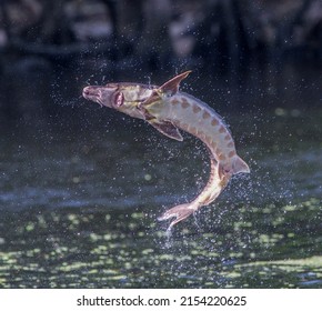 Wild Adult Gulf sturgeon - Acipenser oxyrinchus desotoi - jumping out of water on the Suwannee river Fanning Springs Florida.  photo 2 of 4 in a series
