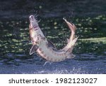 Wild Adult Gulf sturgeon fish - Acipenser oxyrinchus desotoi - jumping out of water on the Suwannee river Fanning Springs Florida.  photo 4 of 4 in a series