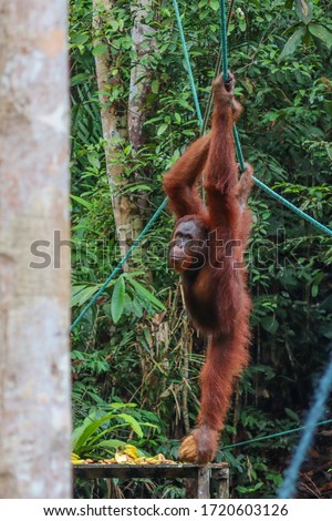 Wild adult male orangutan hanging from a rope. Feeding time at the natural reserve, individual holding a coconut in one foot. Banana peels on the platform banana. Sarawak, Malaysia, Southeast Asia