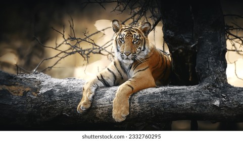 Wild adult tiger in its natural - Powered by Shutterstock