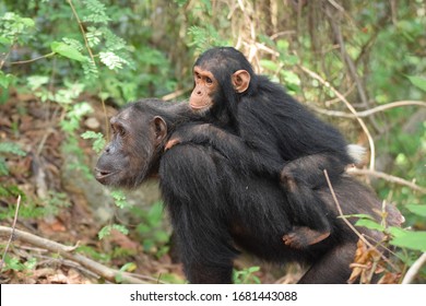 Wild Africa.  Mum And Baby Chimpanzee