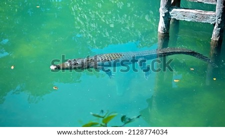 Wild African alligators float in the water, plunging to the bottom of the river and float from above
