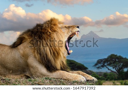 Wild african angry lion. National park of Kenya, Africa