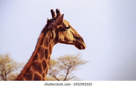 8,004 Namibian animals Images, Stock Photos & Vectors | Shutterstock