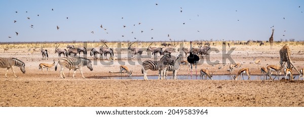 Wild African animals on the waterhole. Panorama landscape of savannah with zebra, antelopes, giraffe, ostrich and birds, wildlife animals wallpaper..
