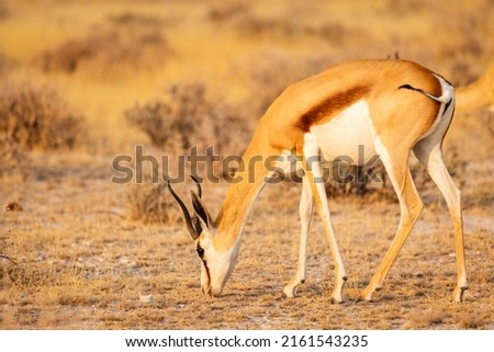 Wild African animals. Springbok (medium sized antelope) eating grass in Etosha National Park. Namibia