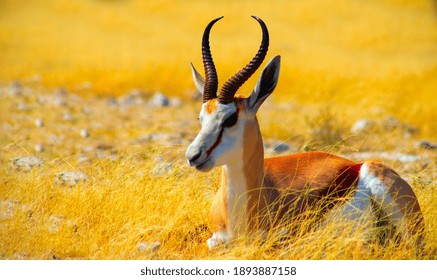 Wild african animals. The springbok (medium-sized antelope) in tall yellow grass. Etosha National park. Namibia
