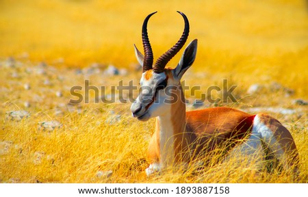 Wild african animals. The springbok (medium-sized antelope) in tall yellow grass. Etosha National park. Namibia 
