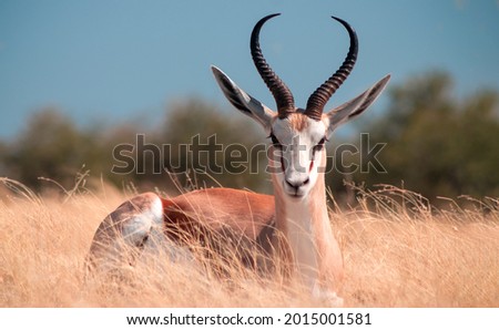 Wild african animals. The springbok (medium-sized antelope) in tall yellow grass. Etosha National park. Namibia