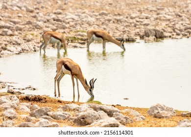 Wild African Animals. Springboks (medium-sized Antelopes) Near A Watering Hole In The Etosha National Park. Namibia