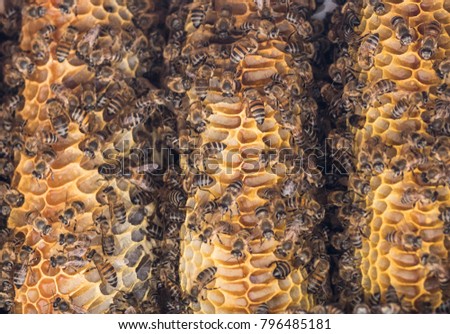 Wild African bees on honeycomb close up