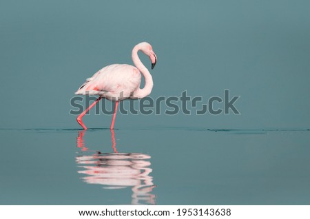 Wild african birds. One bird of pink african flamingo walking around the lagoon and looking for food. Namibia