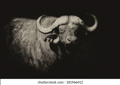 Wild African buffalo bull. Africa, Kenya