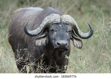 Wild African Buffalo Bull. Africa, Kenya